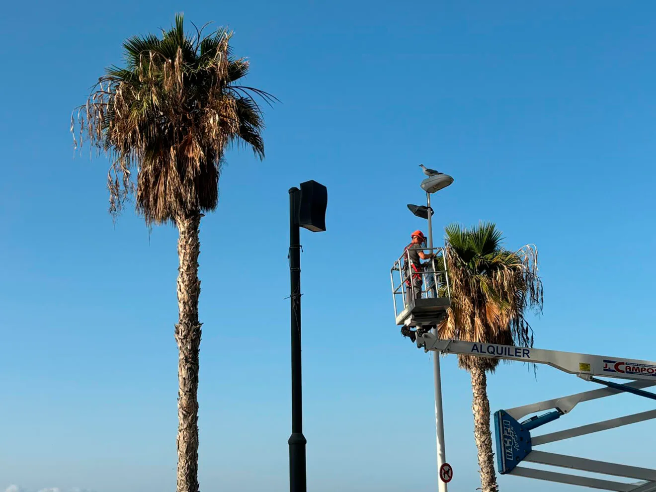 Poda de palmeras en Calp