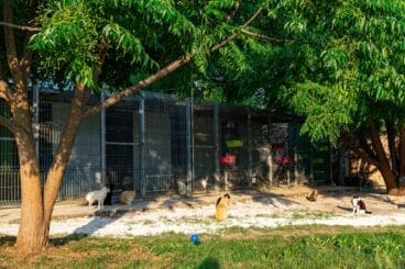 Colonia felina Asociación animalista de Pedreguer Els Poets