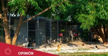 Asociación animalista de Pedreguer, Els Poets