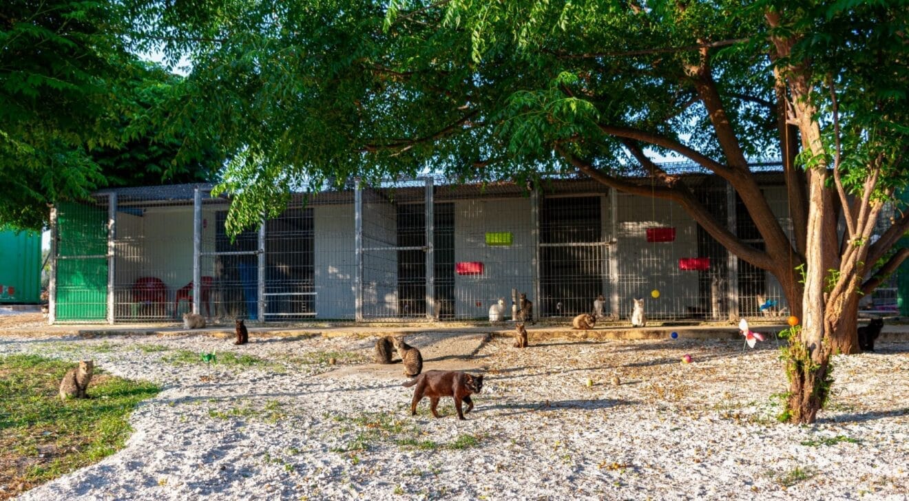 El después de una colonia de gatos con la actual Junta Directiva de la Asociación