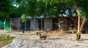 El después de una colonia de gatos con la actual Junta Directiva de la Asociación