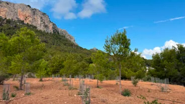 Especies introducidas en la zona de acampada de Oltà de Calp por el Día del Árbol