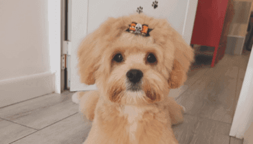 Este cachorrito ya tiene look para Halloween