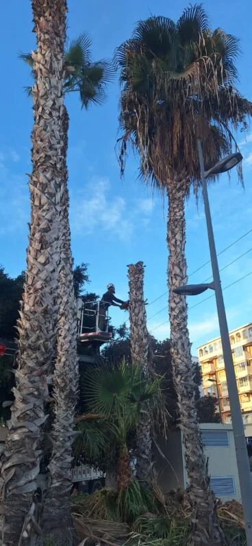 Las palmeras de la Avenida Ejércitos Españoles siendo retirados