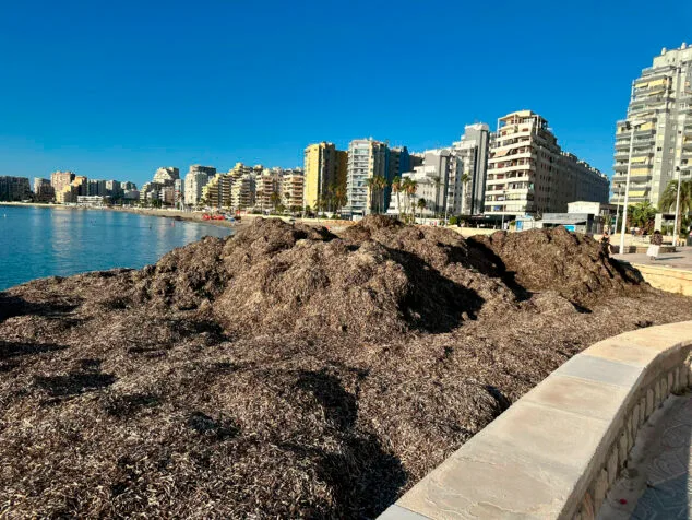 Imagen: Posidonia en Calp