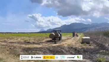 Se duplica la recogida de paja en la marjal de Pego, beneficiando a todo el sector ganadero de la Marina Alta 5 recogida de paja en la marjal de pego