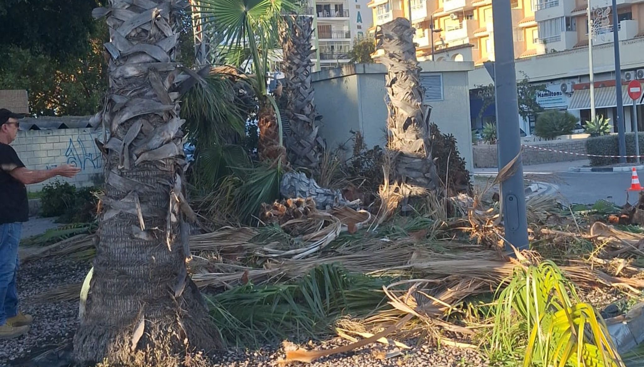 Calp retira doce palmeras ante el peligro de caída por viento o plagas 7 retiradas las palmeras de la avenida de calp 1