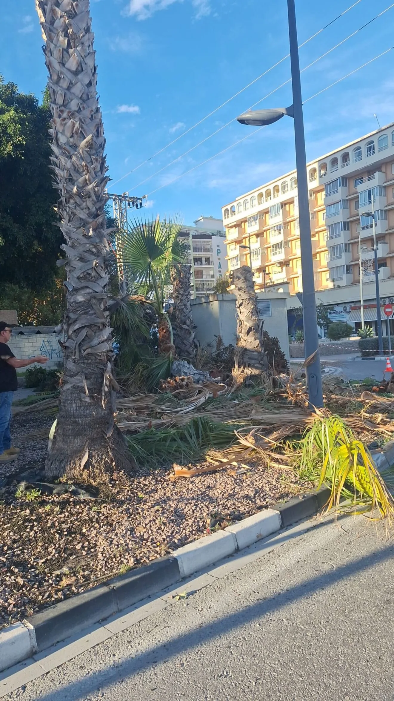 Retiradas las palmeras de la Avenida de Calp