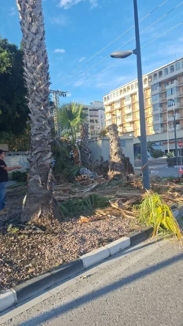 Retiradas las palmeras de la Avenida de Calp