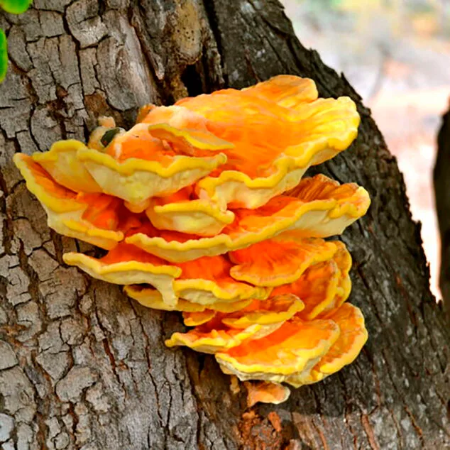 Los tesoros micológicos de la Marina Alta: las 3 clases de setas más buscadas en la comarca 4 Imagen: Seta de algarrobo (Laetiporus sulphureus) - Imagen de Ajuntament de Borriol