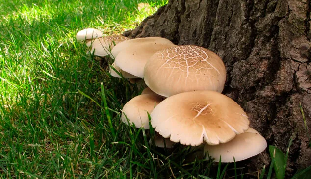 Los tesoros micológicos de la Marina Alta: las 3 clases de setas más buscadas en la comarca 3 Imagen: Seta de chopo (Agrocybe aegerita) - Imagen de La Casa de las Setas