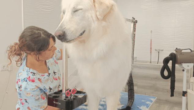 tu mascota siempre se vera bien en manos de pels go