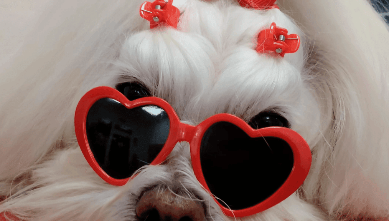Una auténtica Diva de 4 patas