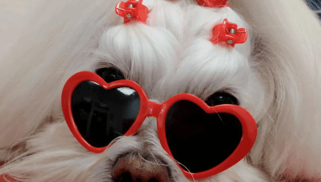 una autentica diva de 4 patas