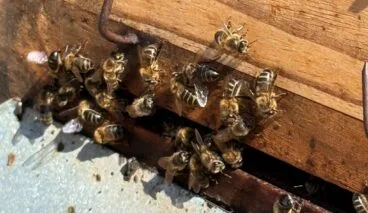 Abejas en una colmena tradicional