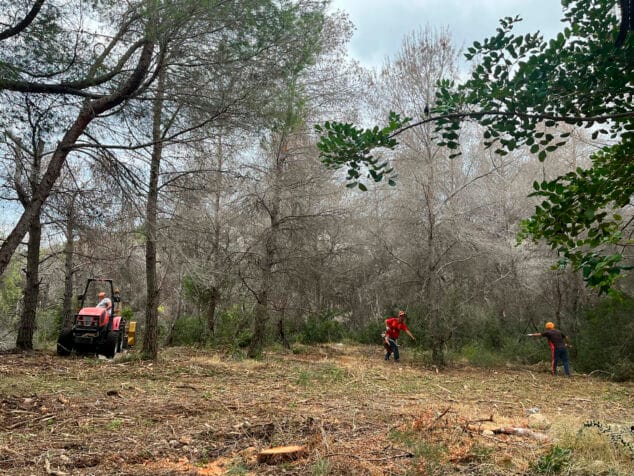 Teulada Moraira pone en marcha trabajos preventivos contra incendios en zonas próximas a viviendas 1 Imagen: Actuaciones de prevención de incendios forestales en la zona Interfaz Urbano-Forestal de Teulada Moraira