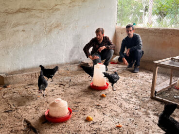 corral de gallinas en la marina alta de un agricultor local junto al tecnico de la xarxa agricola agusti espi