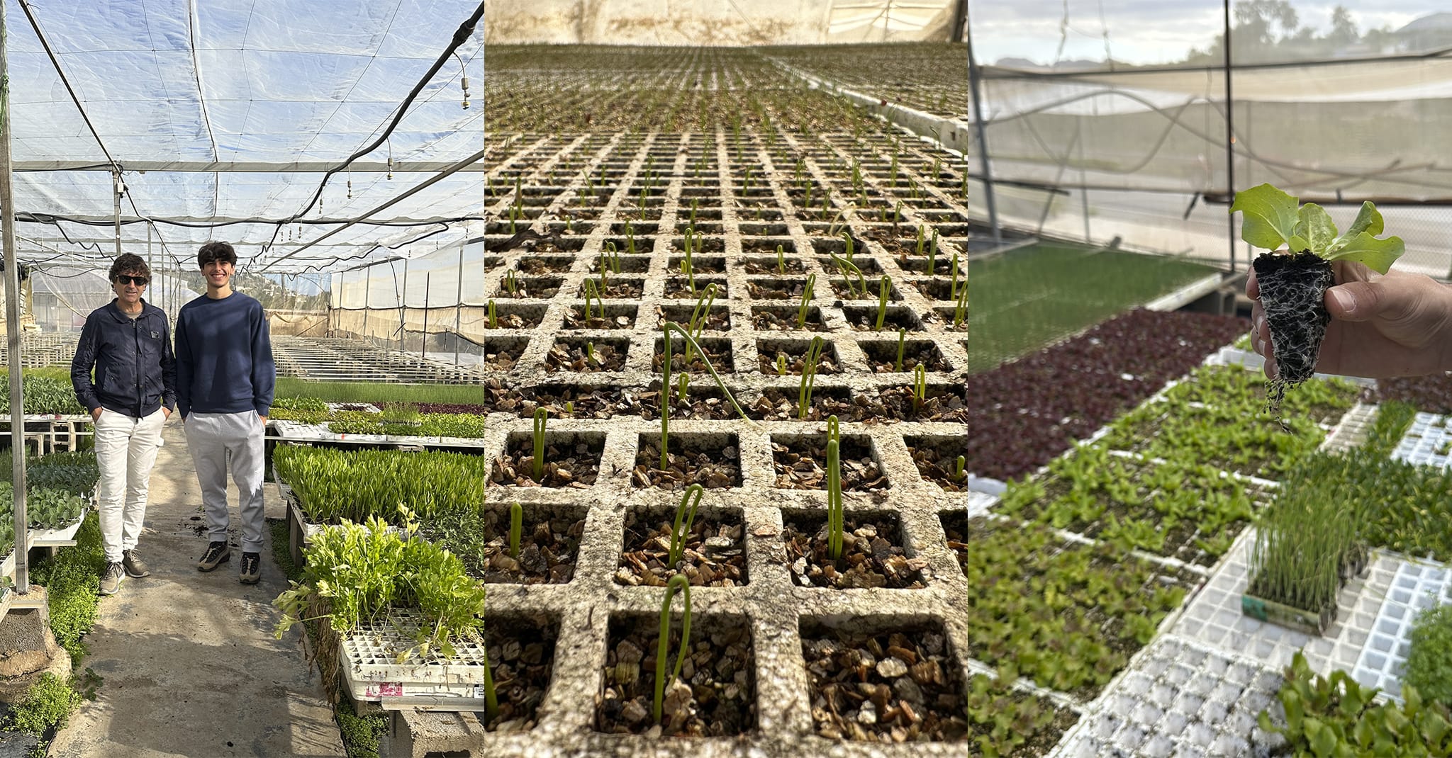 el banco comarcal de semillas en la marina alta viveros parra y su labor en la comarca