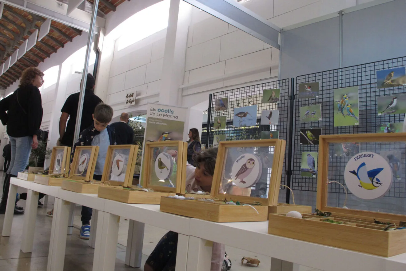 Exposición 'Els ocells de la Marina' de la MACMA en la VIII Fira Marina Alta en Ondara