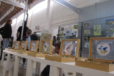 Exposición ‘Els ocells de la Marina’ de la MACMA en la VIII Fira Marina Alta en Ondara
