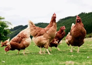 Gallinas al aire libre – Fuente Ministerio de Agricultura, Pesca y Alimentación