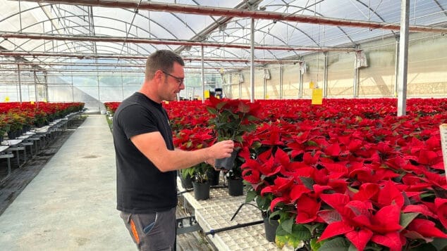 Imagen: Héctor Fornés, trabajador en Viveros Parra, con las flores de Pascua