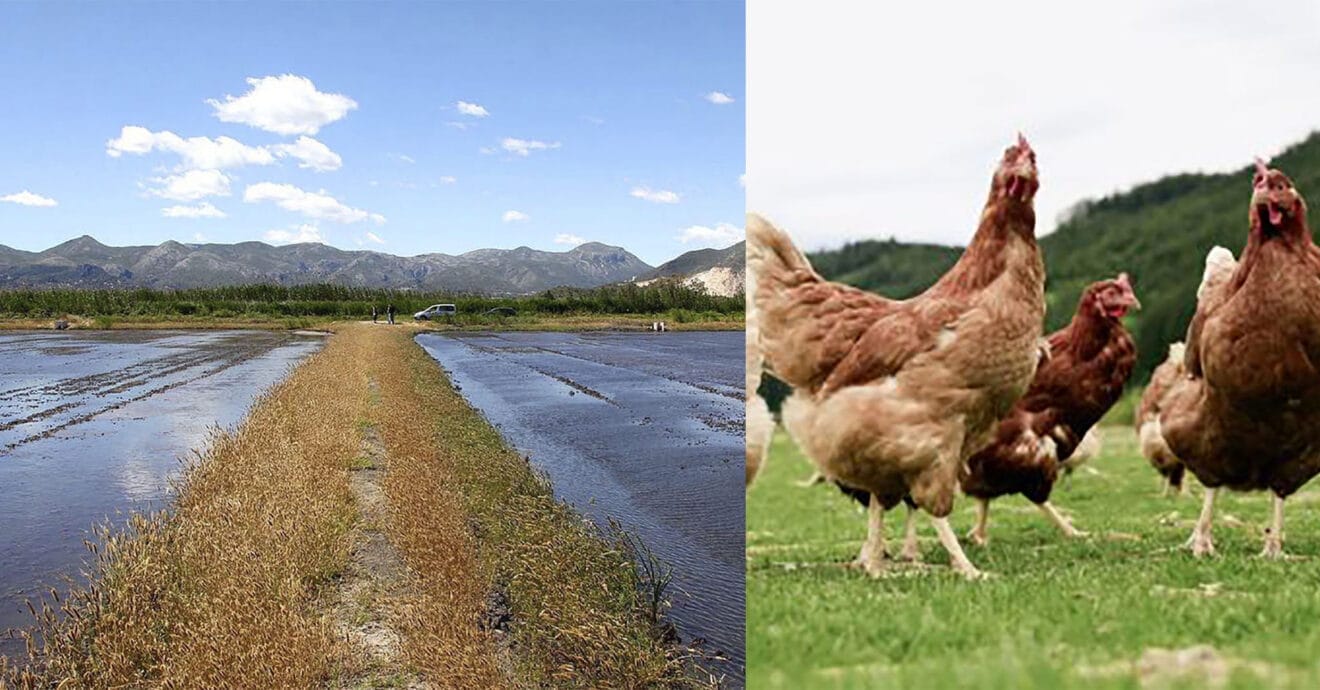 La Marjal de Pego-Oliva y gallinas al aire libre