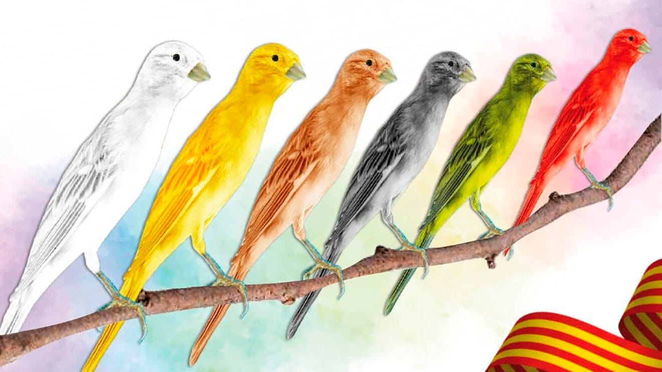 Novena edición del One Day Llarguet Show en Pego