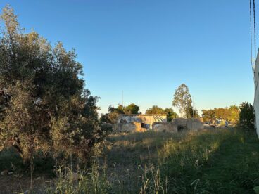 El Verger anula las multas por parcelas sin limpiar: «El objetivo no es sancionar ni recaudar, sino concienciar» 3 parcela del riurau dantonio cabrera en el verger