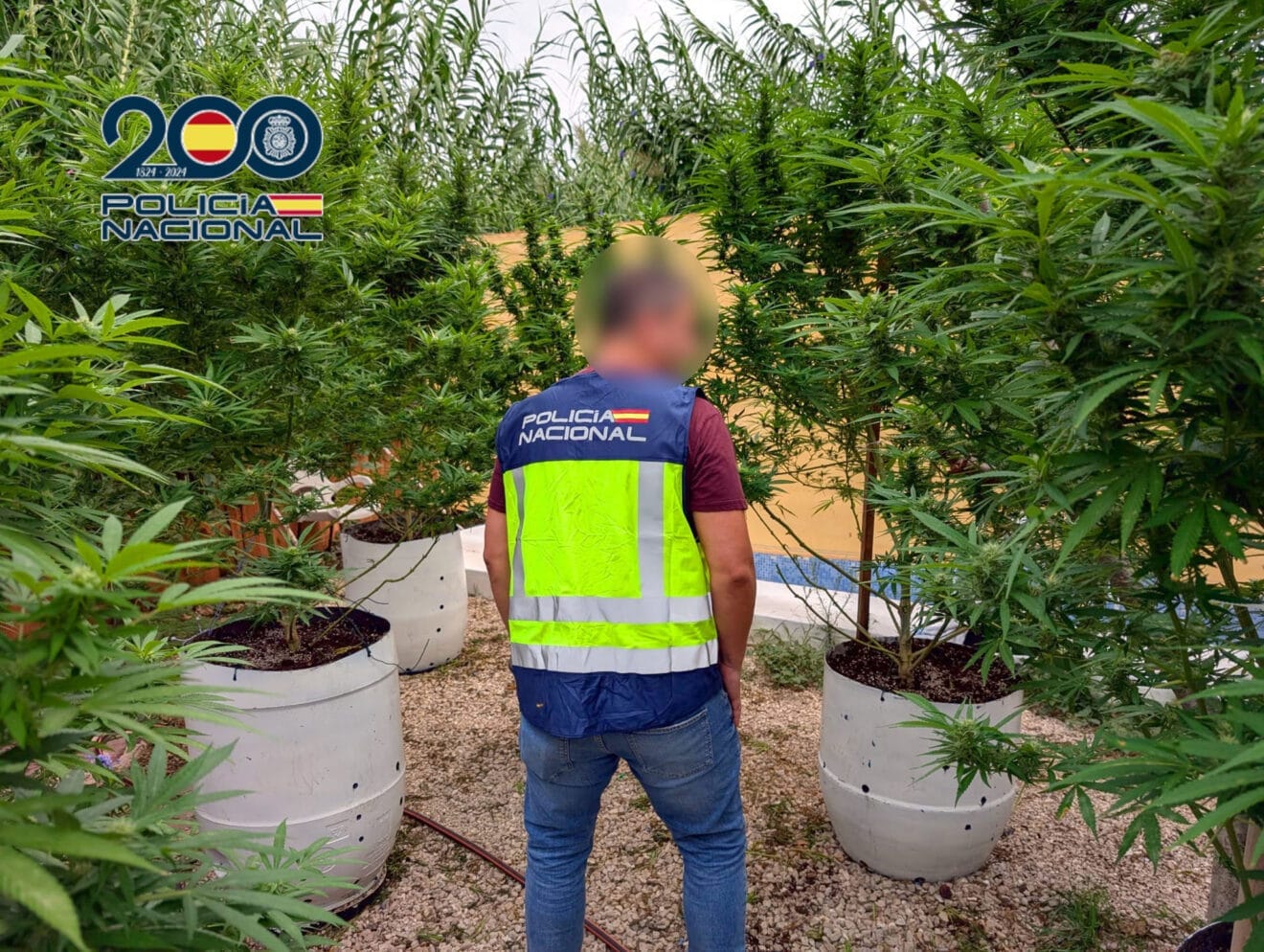 Plantación de marihuana descubierta en una finca de Ondara