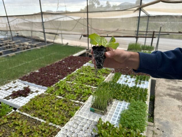 Imagen: Planteles de productos hortícolas de la Marina Alta en Viveros Parra