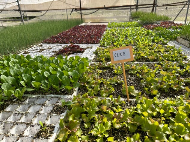 Imagen: Planteles en Viveros Parra