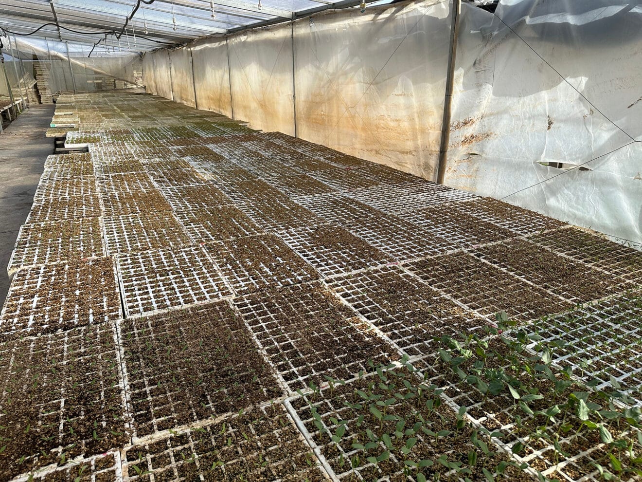 Producción de planteles en Viveros Parra