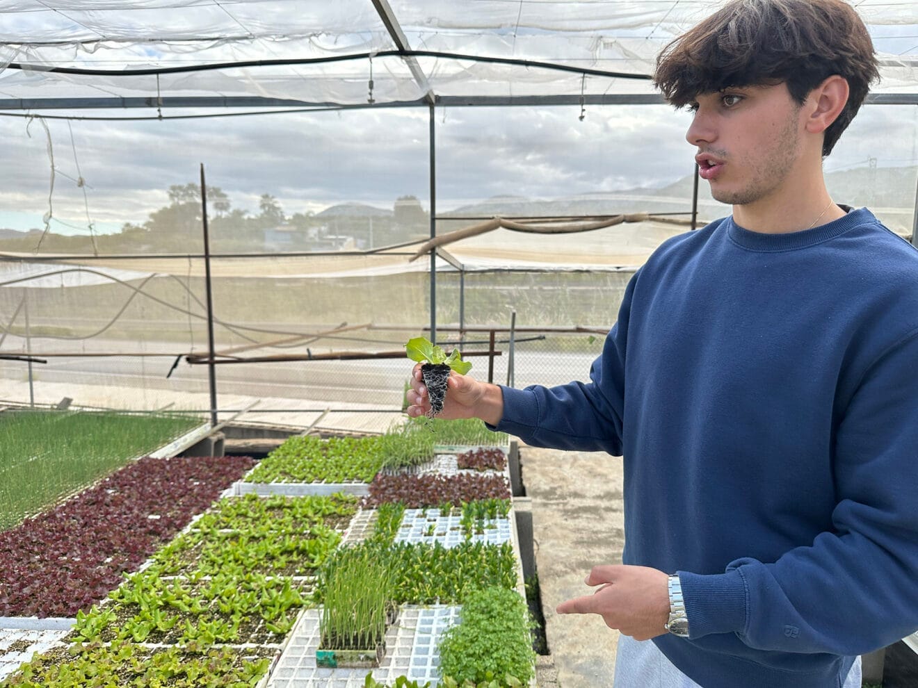 Viveros Parra, único productor de planteles de la comarca 14