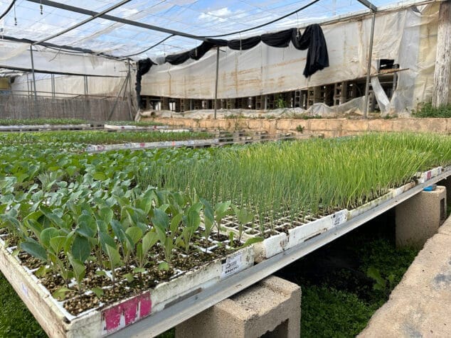 viveros parra unico productor de planteles de la comarca 15