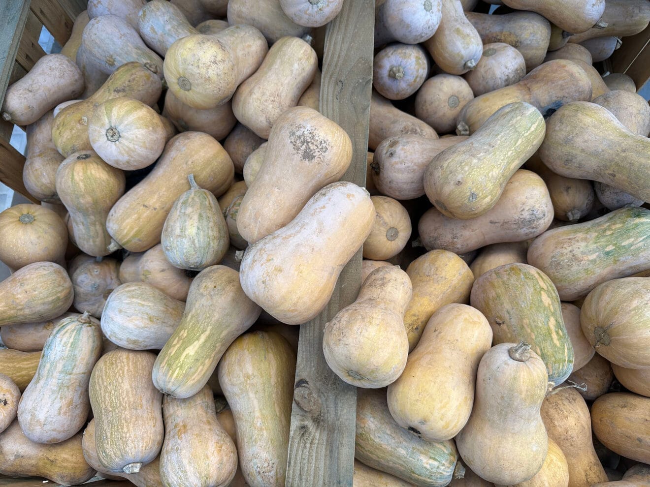 Viveros Parra, único productor de planteles de la comarca 19