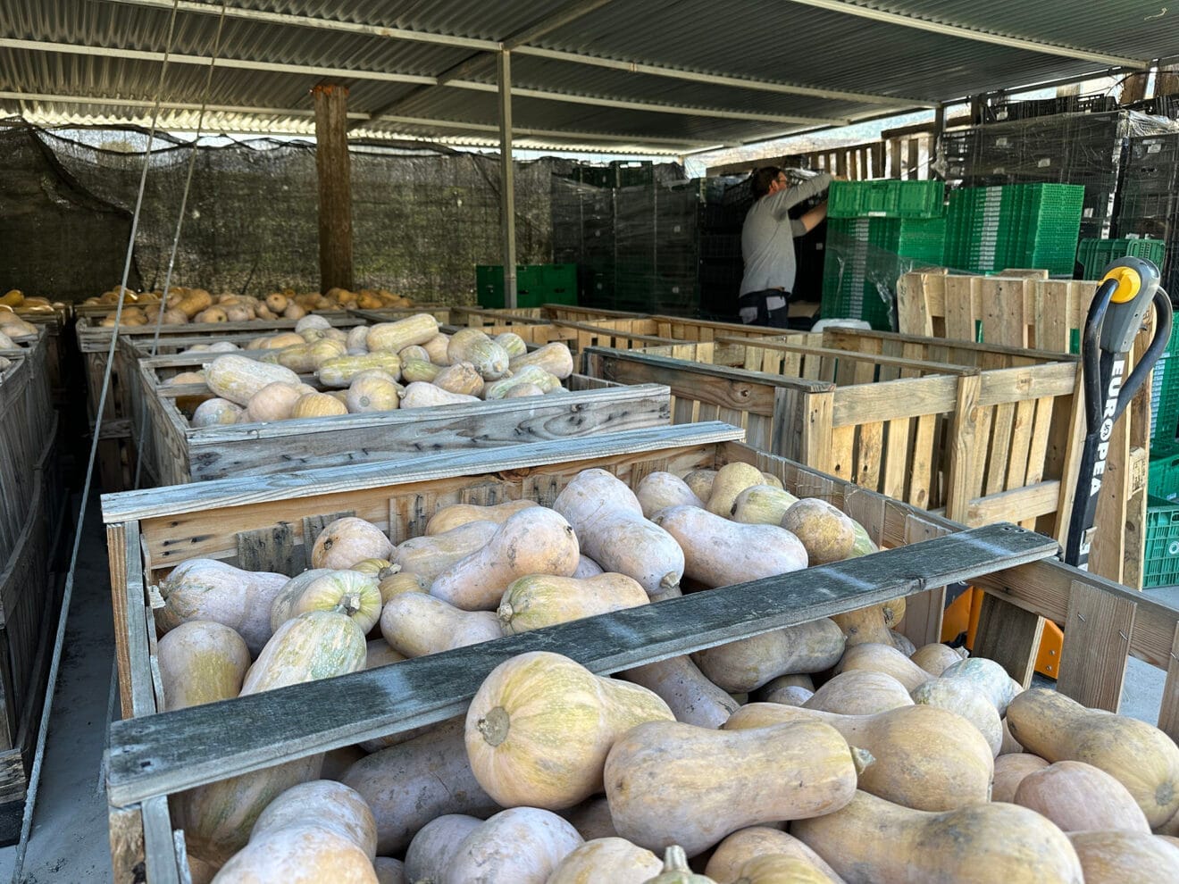 Viveros Parra, único productor de planteles de la comarca 21