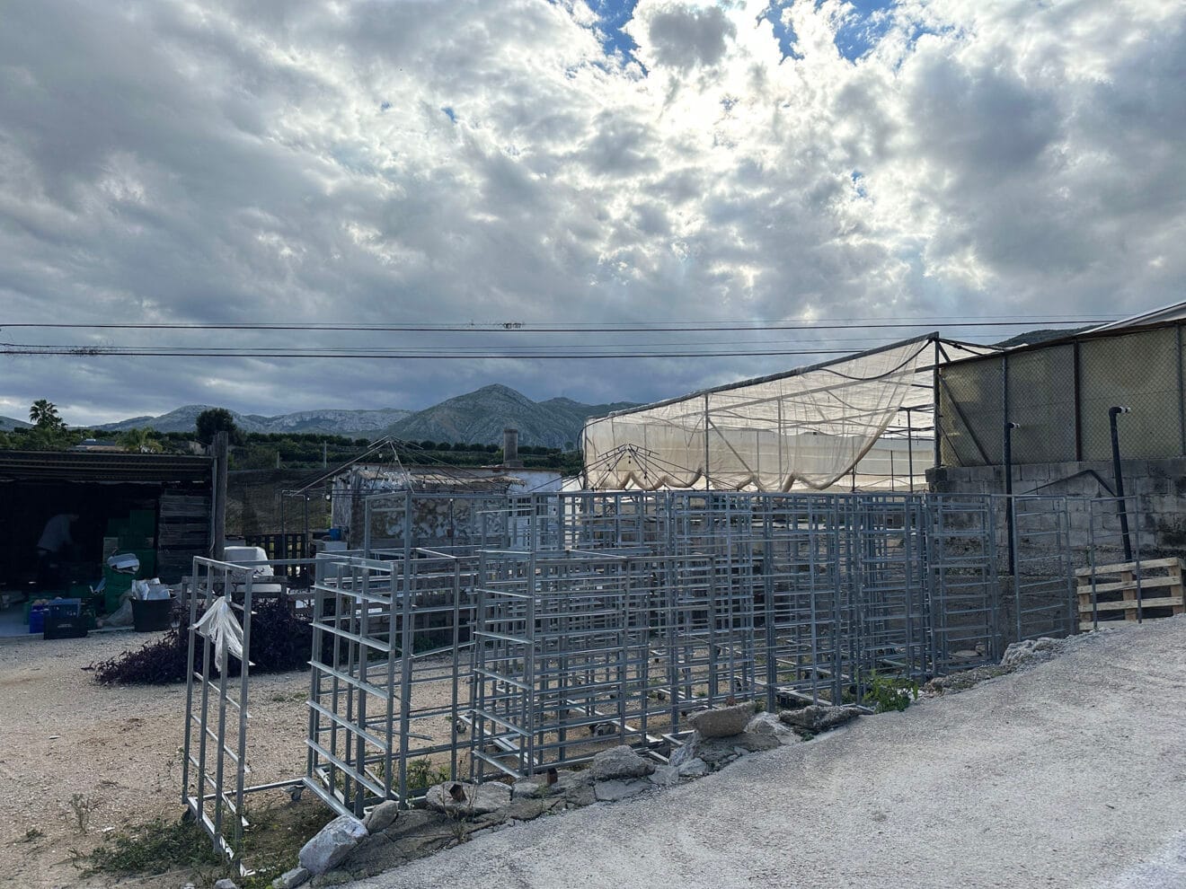 Viveros Parra, único productor de planteles de la comarca 26