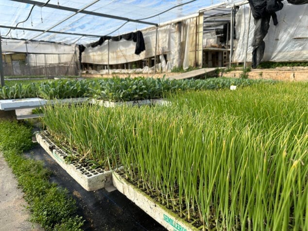 viveros parra unico productor de planteles de la comarca 29