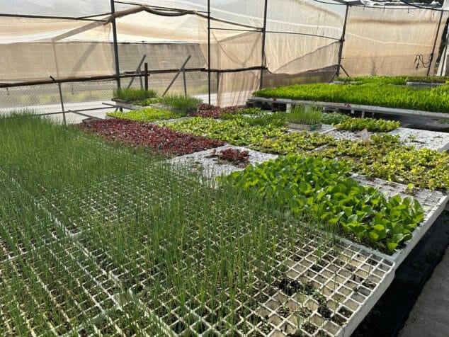 viveros parra unico productor de planteles de la comarca 32