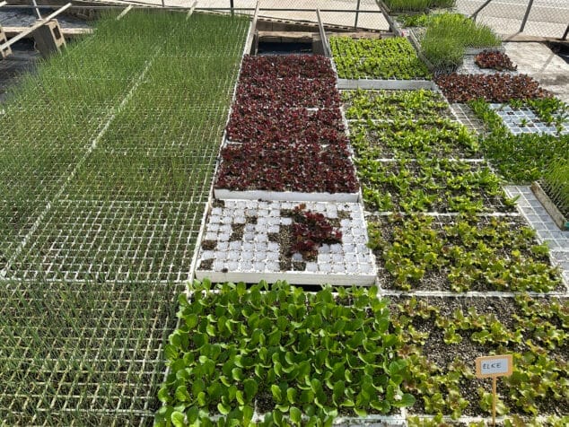 viveros parra unico productor de planteles de la comarca 33