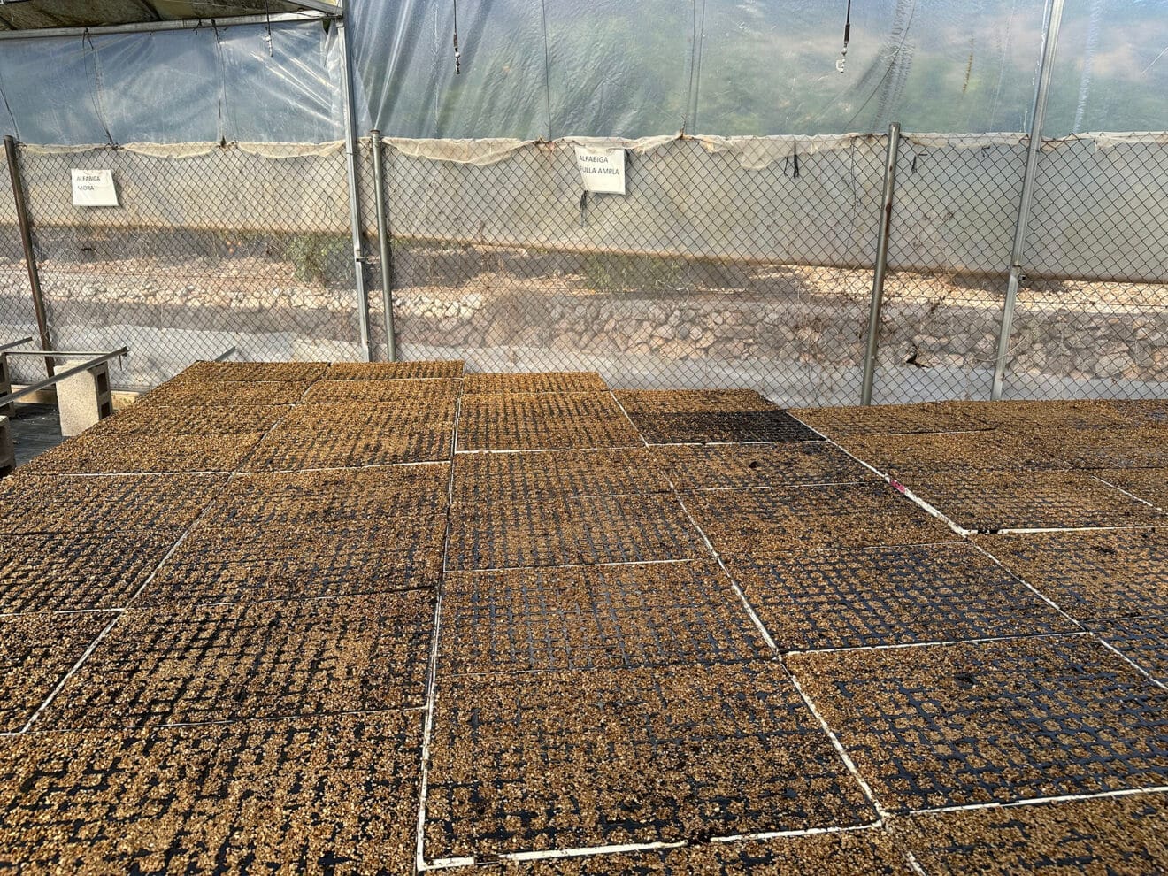 Viveros Parra, único productor de planteles de la comarca 47