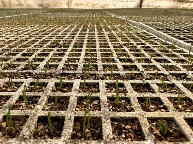 viveros parra unico productor de planteles de la comarca 49