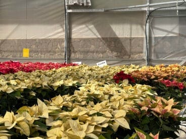 Diversidad de colores de la flor de Pascua en Viveros Parra