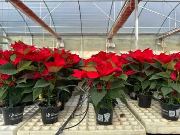 Flor de Pascua en Viveros Parra, Pego 06