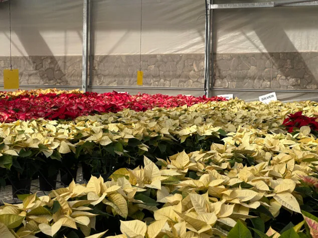 flor de pascua en viveros parra pego 09