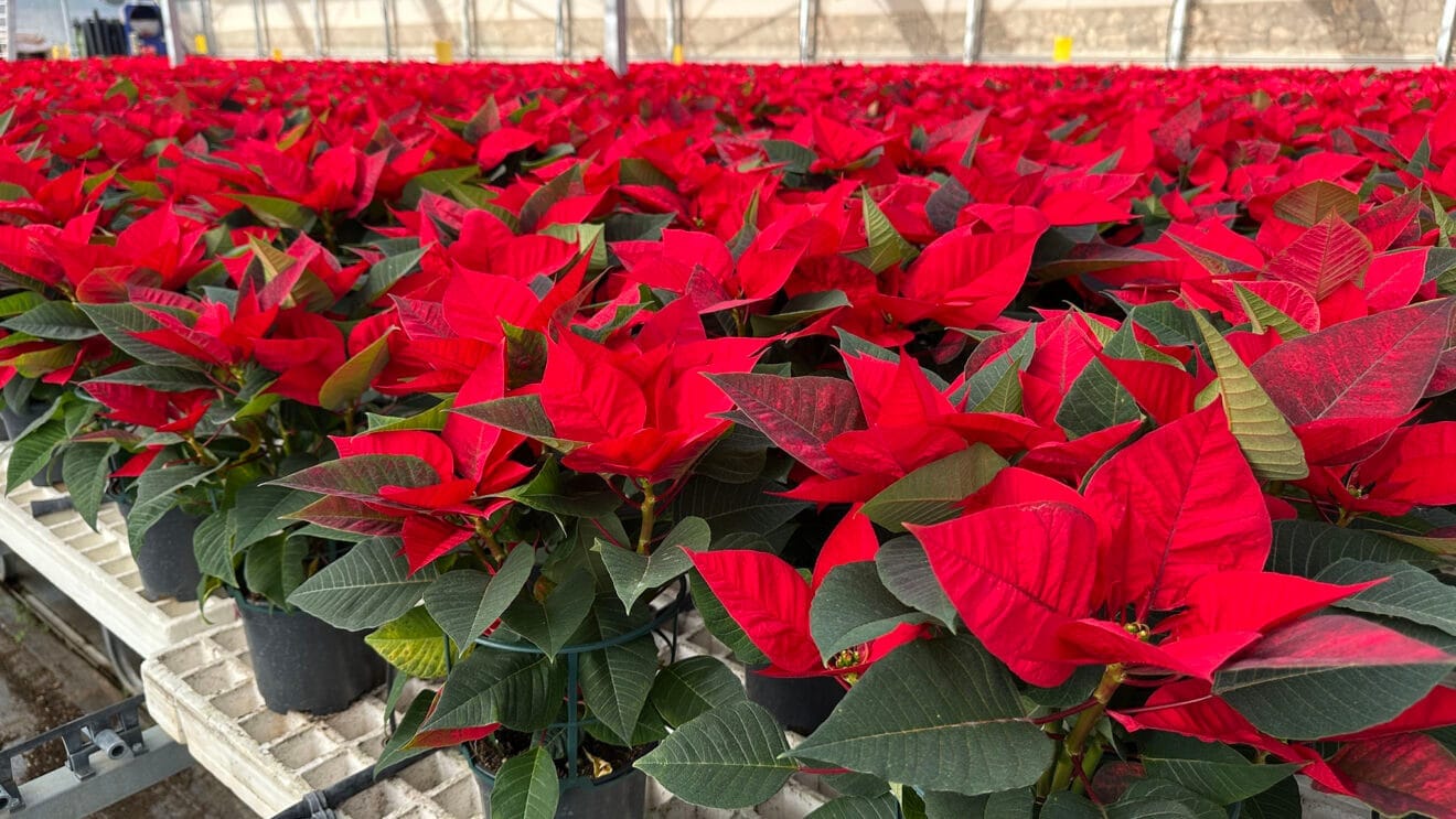 Flor de Pascua en Viveros Parra, Pego 17