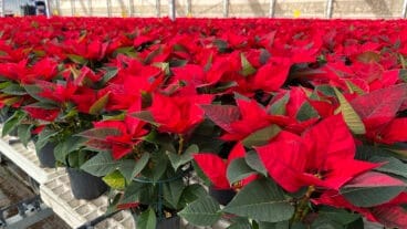 Flor de Pascua en Viveros Parra, Pego 17