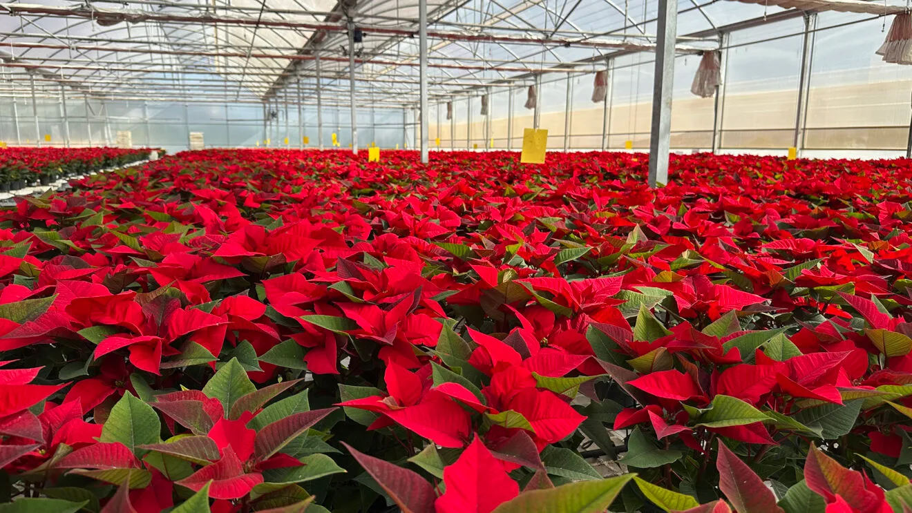 La flor de Pascua en el invernadero de Viveros Parra, en Pego