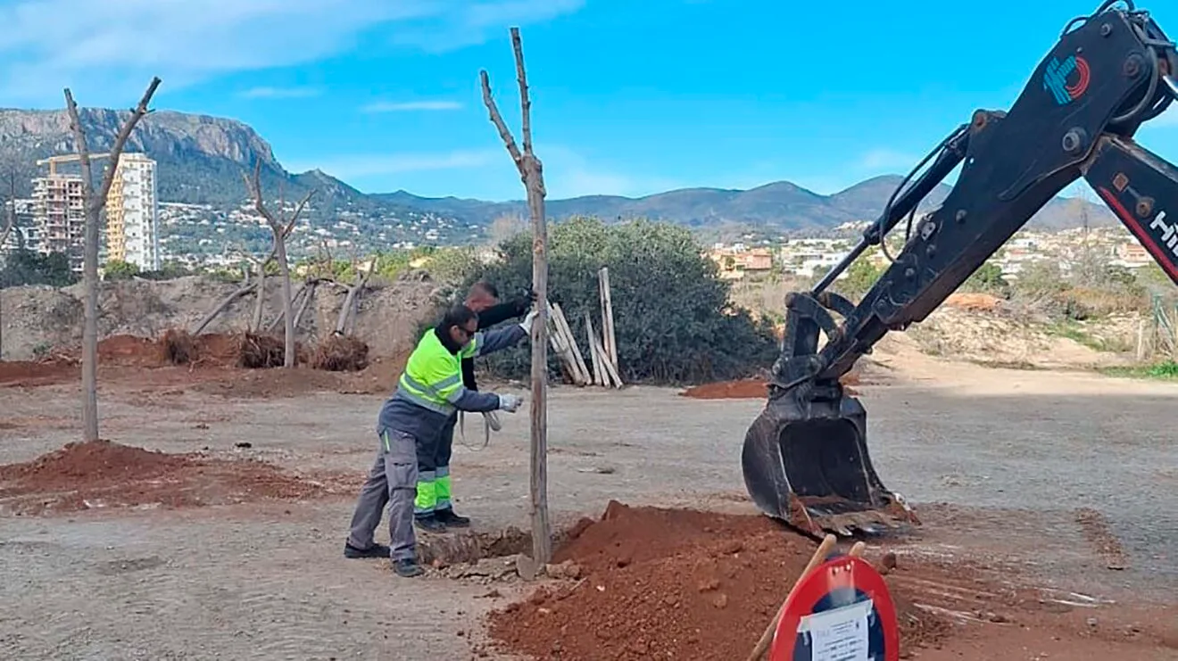 Platación de moreras en Les Salines de Calp